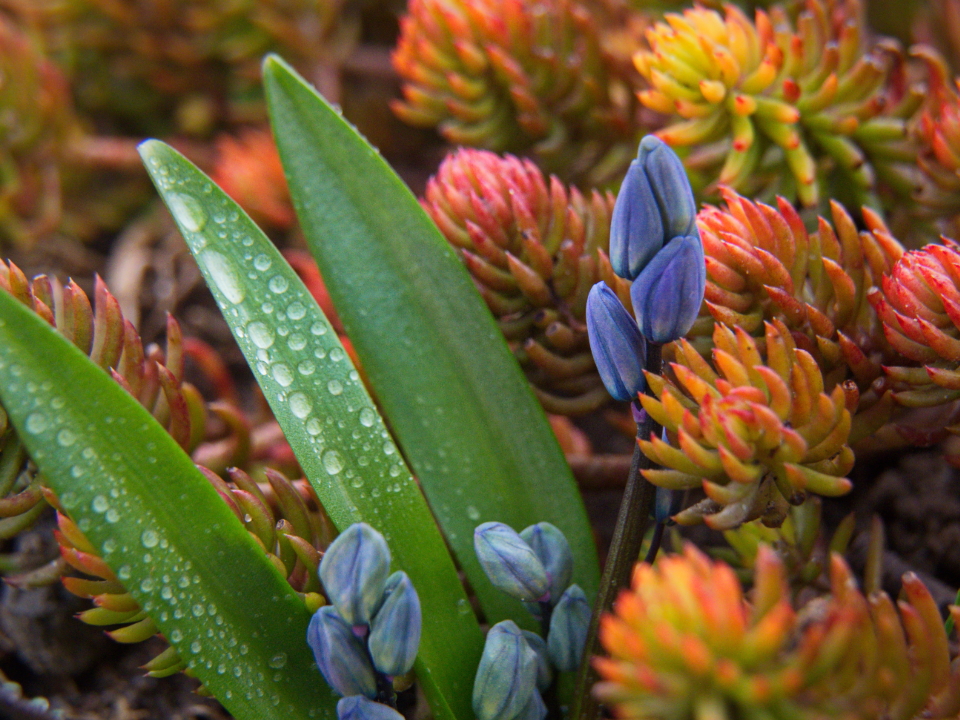 Flower Image