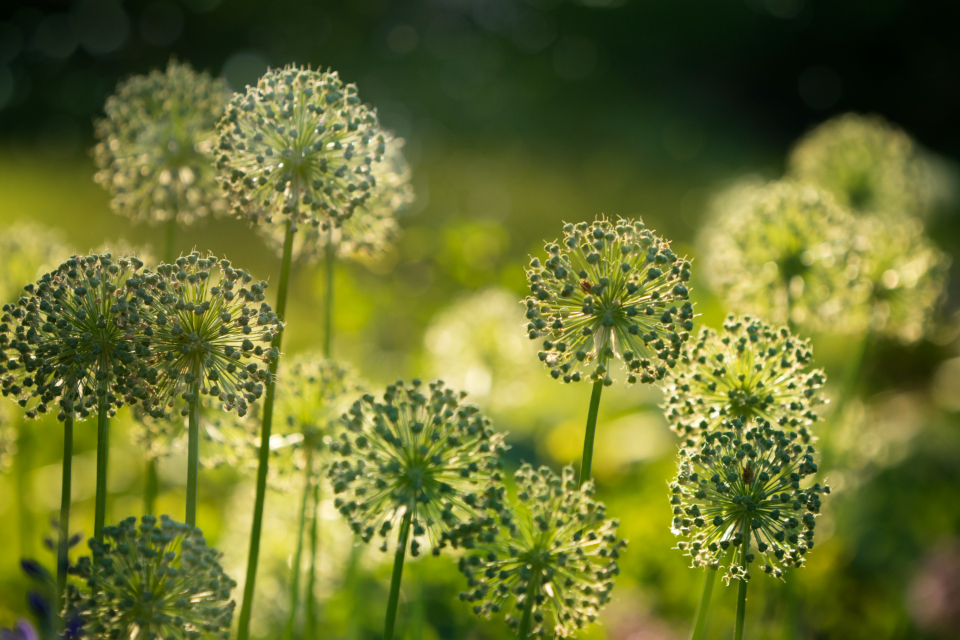 Flower Image