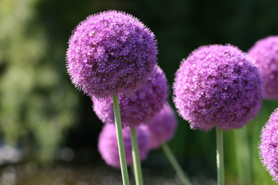 Flower Image