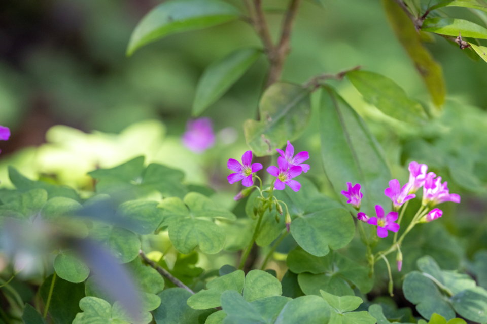 Flower Image