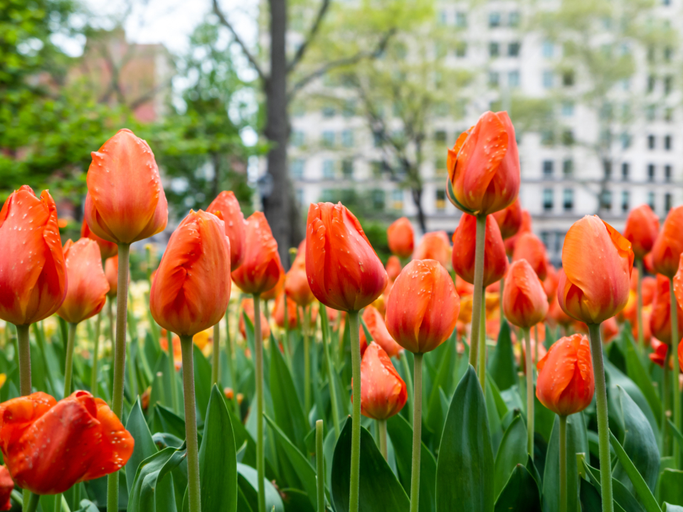 Flower Image