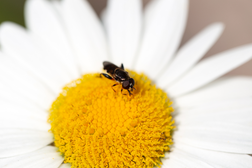 Flower Image